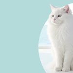 test metablito