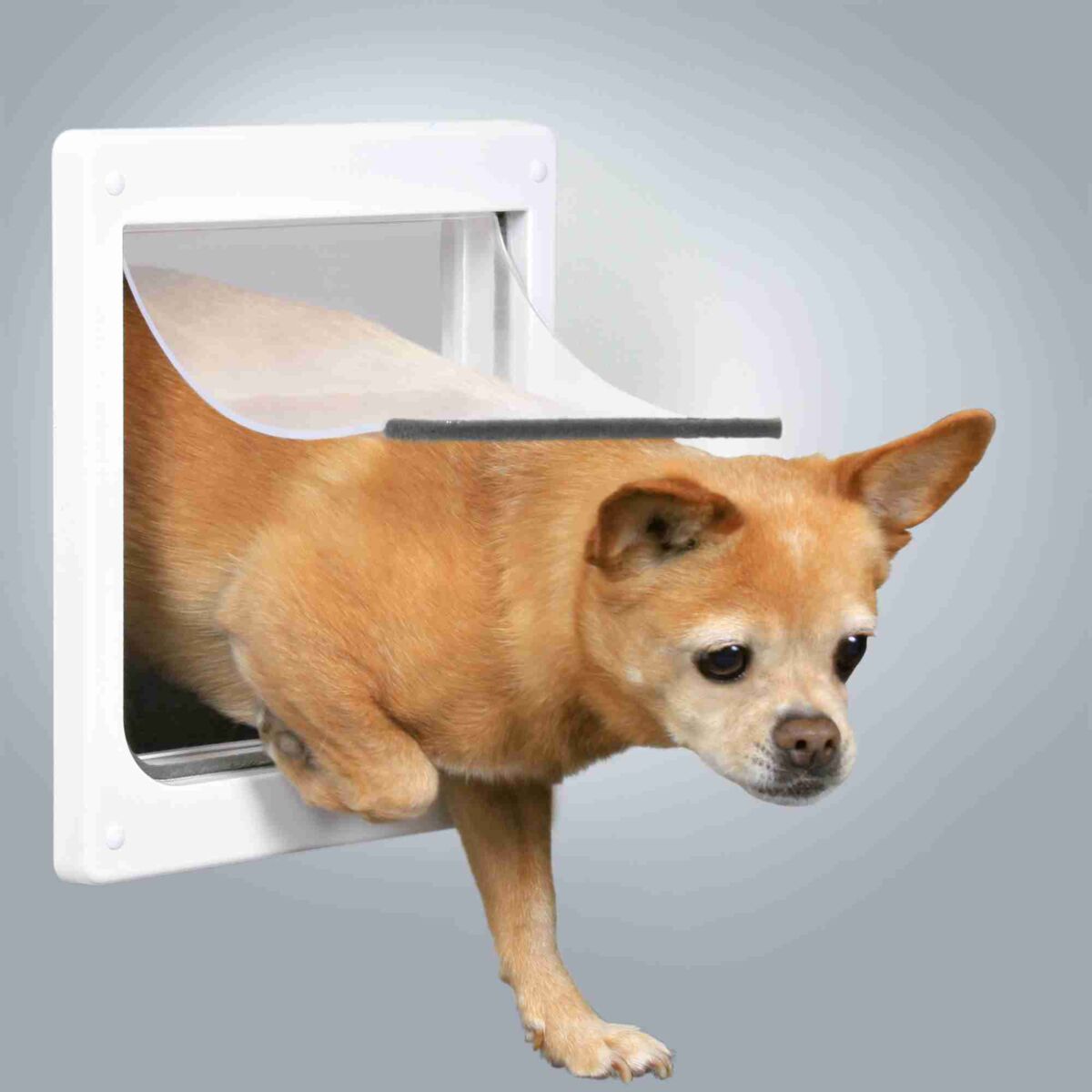 originals_PHO_PRO_DOG_PHO_PRO_DOG_3877-1__SALL__AWK__V1 (1) Πόρτα Σκύλου Trixie 2 Way Dog Flap White (XS/S) - Image 1